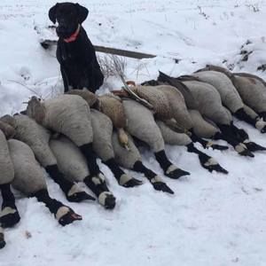 Meet your Posher, Bob